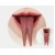 Snake Tounge